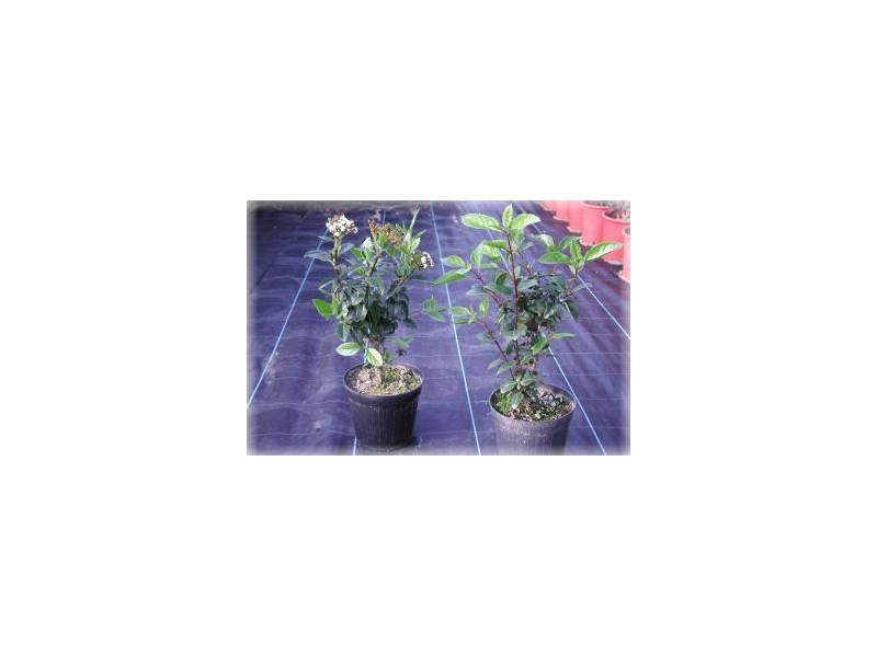 Viburnum tinus - Lentaggine, laurotino