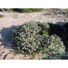 Tymelaea tartonraria - Timelea tartonraira