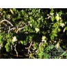 Tymelaea irsuta - Timelea barbosa, spazzaforno