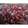 Sedum caeruleum - Borracina azzurra