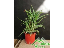 Aloe arborescens - Aloe...