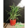 Aloe arborescens - Aloe arborea