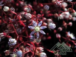 Sedum caeruleum - Borracina azzurra
