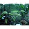 Salix alba - Salice comune
