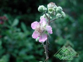 Rubus ulmifolius, Schott.- - Rovo comune, rovo canino, rovo da more