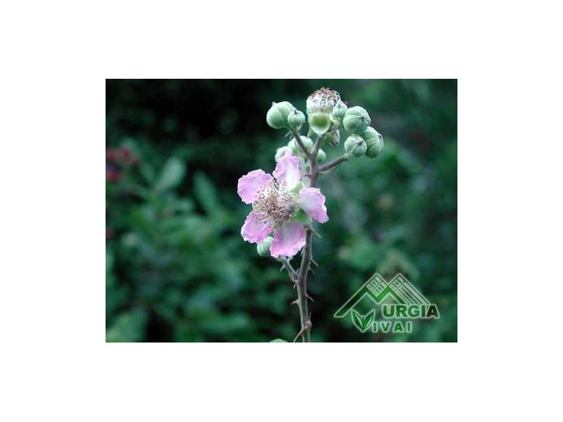 Rubus ulmifolius, Schott.- - Rovo comune, rovo canino, rovo da more