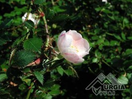 Rosa  serafinii - Rosa di Serafino