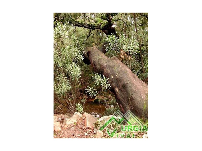 Quercus  suber - Sughera