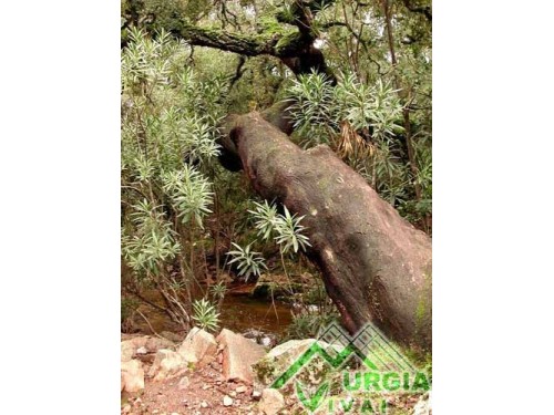 Quercus  suber - Sughera