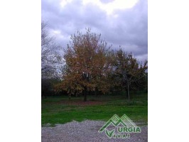 Quercus pubescens, Willd. - Roverella