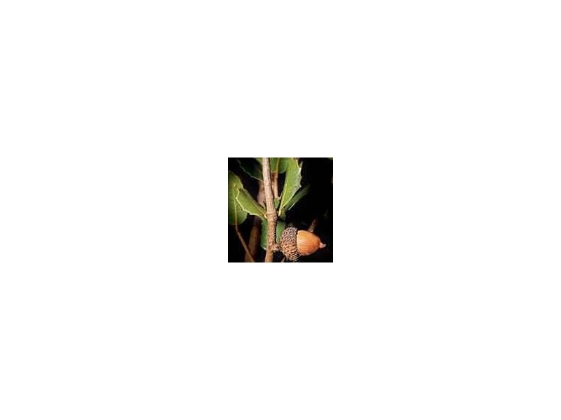 Quercus  coccifera - Quercia coccifera, quercia spinosa