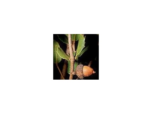 Quercus  coccifera - Quercia coccifera, quercia spinosa