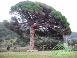 Pinus  pinea - Pino domestico, pino da pinoli