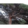 Pinus  pinea - Pino domestico, pino da pinoli