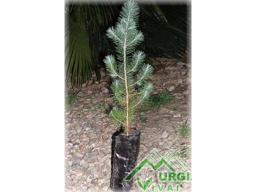 Pinus   pinaster - Pino marittimo