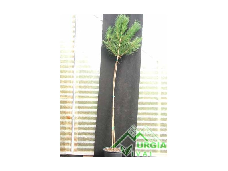 Pinus   halepensis - Pino dAleppo