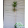 Pinus   canariensis - Pino delle Canarie