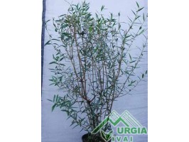 Phillyrea angustifolia - Lillatro, fillirea