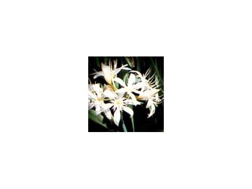 Pancratium illyricum (giglio di bosco) - Giglio stella