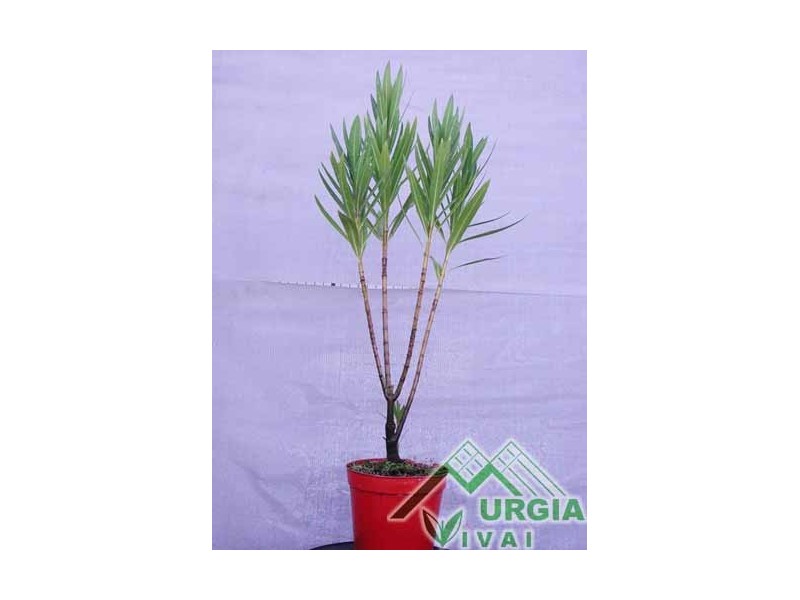 Nerium oleander,sylvestris - Oleandro