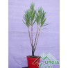 Nerium oleander,sylvestris - Oleandro