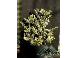 Myrtus communis  foglie variegate - Mirto a foglie variegate