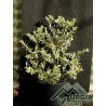 Myrtus communis  foglie variegate - Mirto a foglie variegate