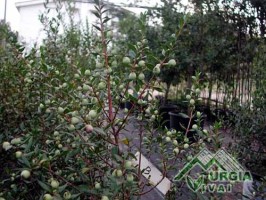Myrtus communis frutto bianco - Mirto bianco