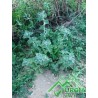 Marrubium vulgare - Marrubio