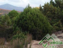 Juniperus  phoenicea   (turbinata) - Ginepro fenicio, cedro licio
