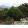 Juniperus  phoenicea   (turbinata) - Ginepro fenicio, cedro licio