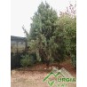 Juniperus oxycedrum  ssp. oxycedrum - Ginepro rosso