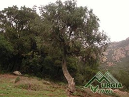 Juniperus oxycedrum  ssp. oxycedrum - Ginepro rosso
