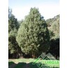 Juniperus oxycedrum ssp. macrocarpa - Ginepro coccolone