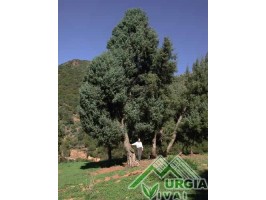 Juniperus oxycedrum ssp. macrocarpa - Ginepro coccolone