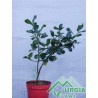 Ilex  aquifolium - Agrifoglio