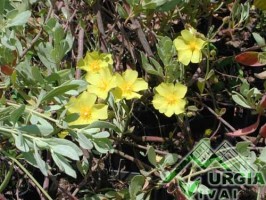 Halimium halimifolium (L.) Willk: - Cisto giallo