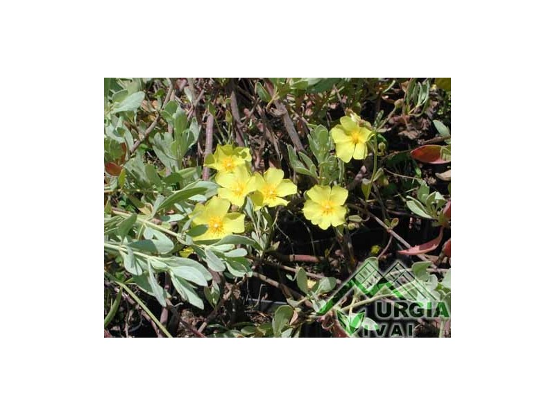 Halimium halimifolium (L.) Willk: - Cisto giallo