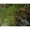 Genista acanthoclada   subsp.  Sardoa . - Ginestra greca
