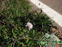 Armeria pungens (Link) - Spillone delle spiagge
