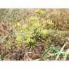 Foeniculum vulgare Miller - Finocchio comune