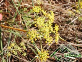 Foeniculum vulgare Miller - Finocchio comune