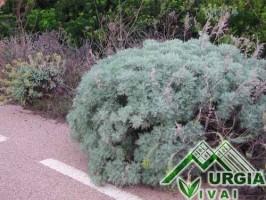 Artemisia arborescens L. -...