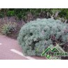 Artemisia arborescens L. - Artemisia