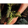 Euphorbia paralias L. - Euforbia marina
