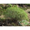 Euphorbia dendroides L. - Euforbia arborea