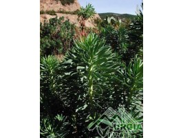 Euphorbia characias L. - Euforbia cespugliosa
