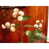 Eucalyptus Citriodora L. - Eucalipto citrino