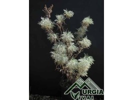Artemisia arborescens L. - Artemisia