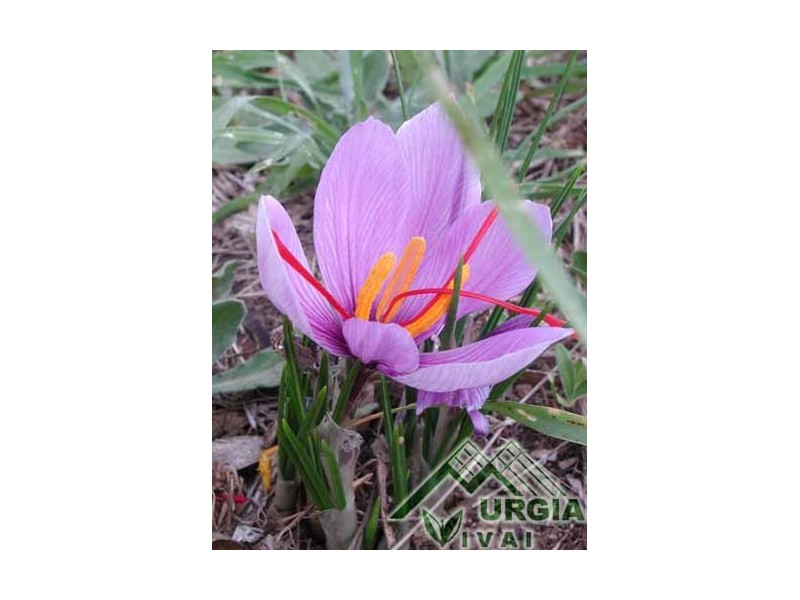 Crocus sativus L. - Zafferano